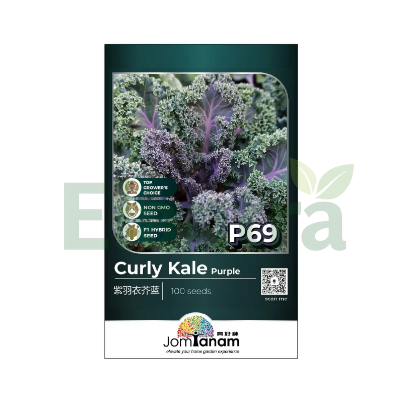 P69 CURLY KALE PURPLE